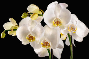 White Orchids - Acrylic Wall Art - Art Boutike