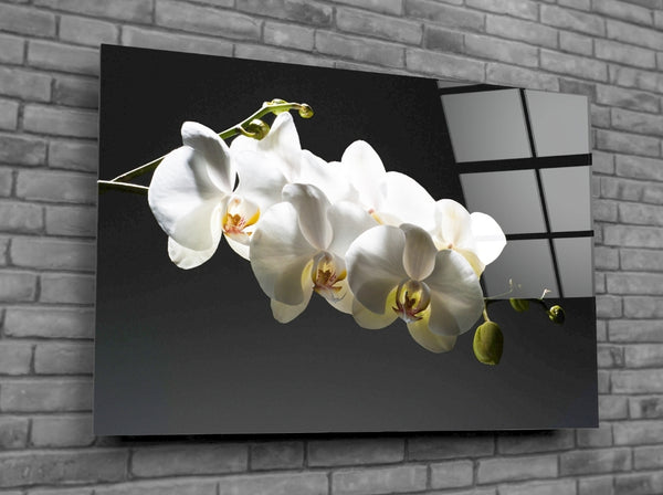 Orchids Roll - Acrylic Wall Art