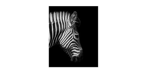 Zebra - Acrylic Wall Art - Art Boutike